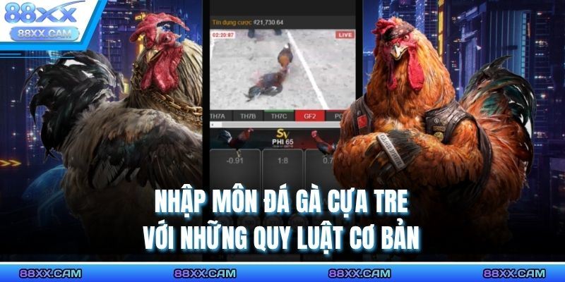 Nhập môn đá gà cựa tre với những quy luật cơ bản